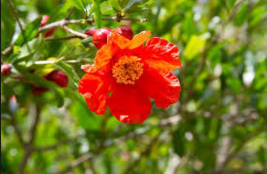 Pomegranate